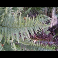 Fougere - Dryopteris Ardechensis (fam Dryopteridacees) (Est du Massif Central) (2)